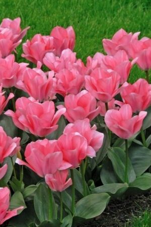 Лале,1 брой луковица-Tulipa 'Sweet Sixteen' - ниско лале