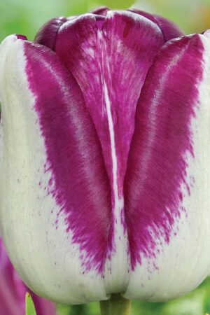 Лале, 1 брой луковици/Tulipa 'Hotpants'