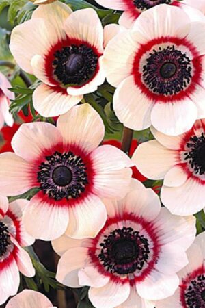 Съсънка, 1 брой луковици - Anemone 'Bicolor'