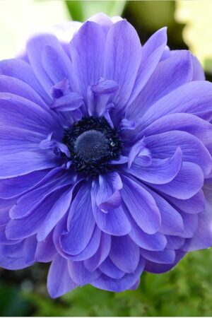 Съсънка, 1 брой луковици - Anemone 'Lord Lieutenant'