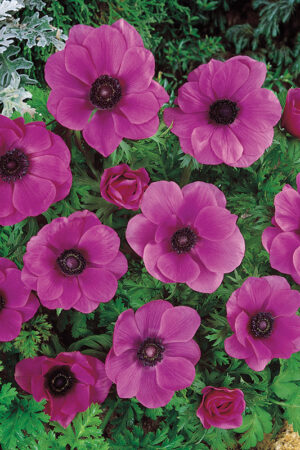 Съсънка, 1 брой луковици - Anemone 'Sylphide'