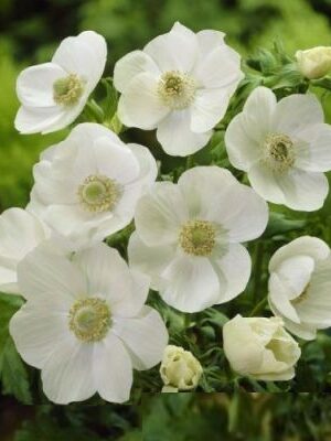 Съсънка, 1 брой луковици - Anemone 'The Bride'