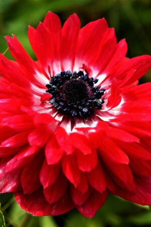 Съсънка, 1 брой луковици - Anemone 'The Governor'