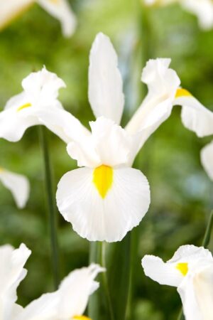 Ирис,хоби опаковка-Dutch Iris White