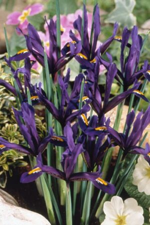 Ирис,хоби опаковка- Iris J. S. Dijt , нисък ирис