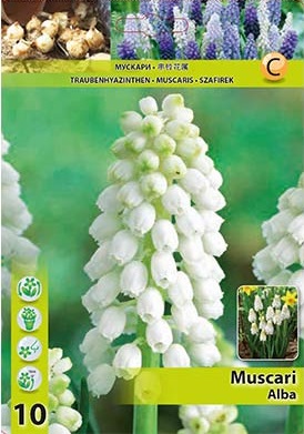 Мускари, хоби опаковка- Muscari 'Alba' 10 бр