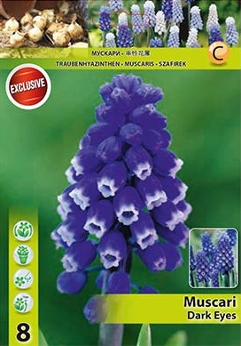 Мускари, хоби опаковка -Muscari 'Dark Eyes' 8 бр