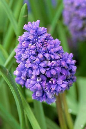 Мускари/Кукувиче грозде,1 брой луковици-Muscari 'Fantasy Creation'