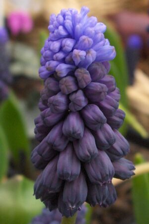 Мускари/Кукувиче грозде,1 брой луковици-Muscari 'Latifolium'