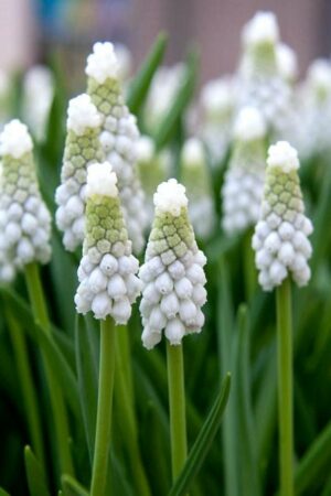 Мускари/Кукувиче грозде,1 брой луковици-Muscari 'Siberian Tiger'