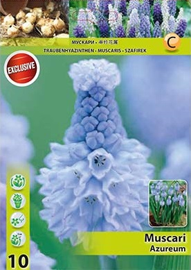 Мускари, хоби опаковка- Muscari 'Azureum' 10 бр