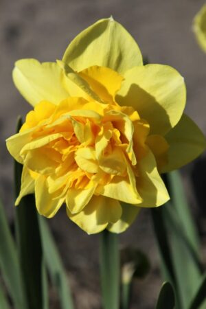 Нарцис,1 брой луковица-Narcissus 'Dick Widen'