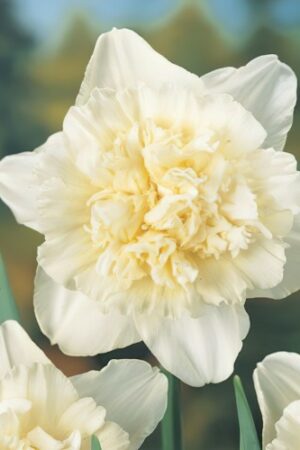 Нарцис,1 брой луковица-Narcissus 'Ice King'