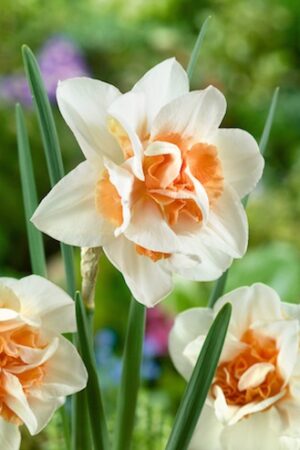 Нарцис,1 брой луковица-Narcissus 'Replete'