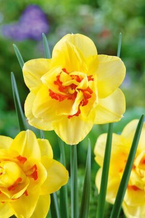 Нарцис,1 брой луковица-Narcissus 'Tahiti'