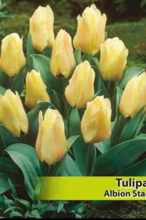 Лале,1 брой луковица-Tulipa 'Albion star' - ниско лале
