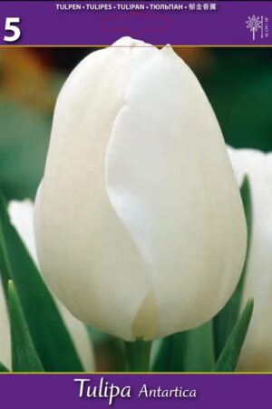 Лале, хоби опаковка  с 5 бр. Tulipa 'Antartica'