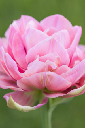 Лале, 1 брой луковица / Tulipa 'Aveyron'