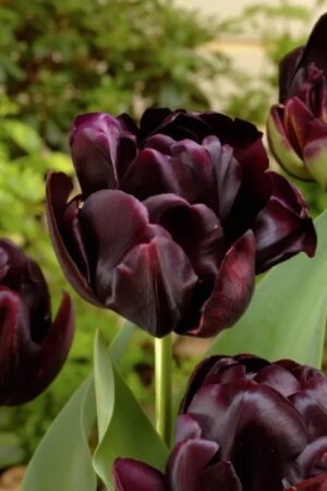 Лале, хоби опаковка-Tulipa 'Black Hero'