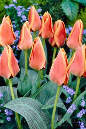 Лале,1 брой луковица-Tulipa 'Calypso' - ниско лале