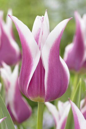 Лале, 1 брой луковица / Tulipa 'Claudia'