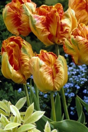 Лале, 1 брой луковица / Tulipa 'Comet'