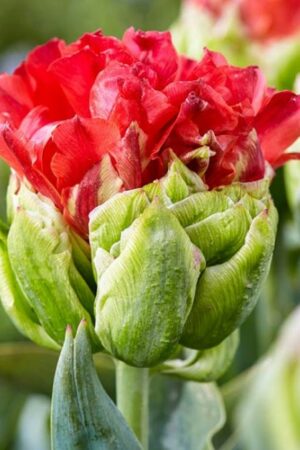 Лале, 1 брой луковица / Tulipa 'Double Crosby'