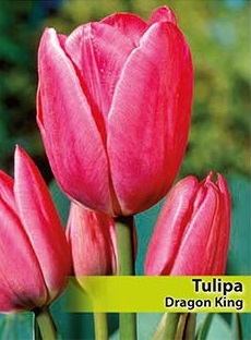 Лале, 1 брой луковица/ Tulipa 'Dragon King' - по няколко цвята от 1 луковица