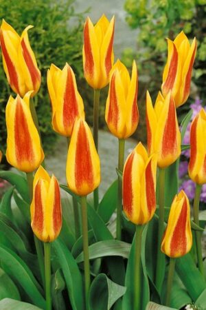 Лале,1 брой луковица-Tulipa 'Guiseppe Verdi' - ниско лале