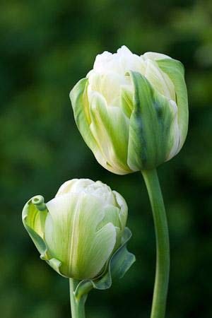 Лале, 1 брой луковица / Tulipa 'Maureen Double'