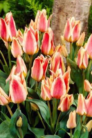 Лале,1 брой луковица-Tulipa 'Quebec' - ниско лале