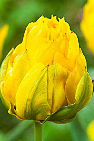 Лале, 1 брой луковица / Tulipa 'Tropical Wave'