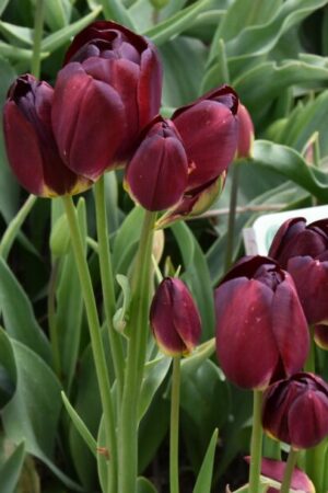 Лале, 1 брой луковица/ Tulipa 'Wallflower' - по няколко цвята от 1 луковица