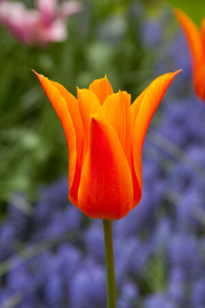 Лале, хоби опаковка  с 5 бр. Tulipa 'Ballerina'