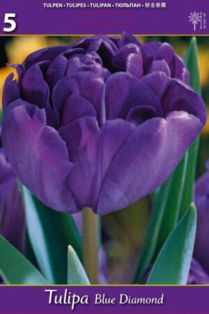 Лале, хоби опаковка  с 5 бр. Tulipa 'Blue Diamond'