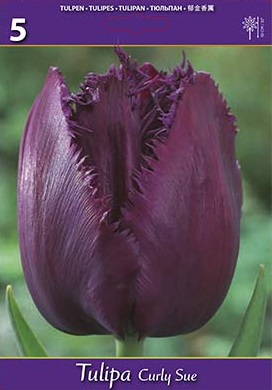 Лале, хоби опаковка  с 5 бр. Tulipa 'Curly Sue'