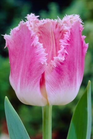 Лале, хоби опаковка  с 5 бр. Tulipa 'Dallas'