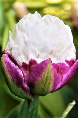 Лале, хоби опаковка с 4 бр. Tulipa 'Double Polar'