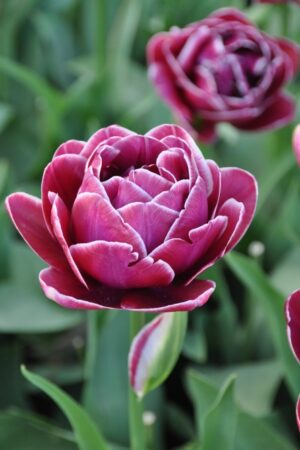 Лале, хоби опаковка с 5 бр. Tulipa 'Dream Touch'