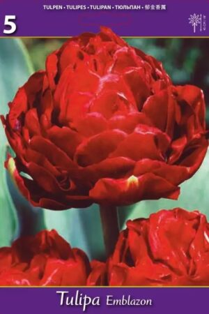 Лале, хоби опаковка-Tulipa 'Emblazon'
