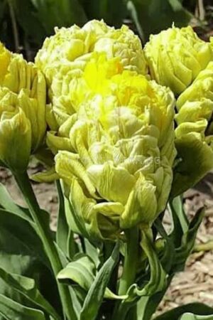 Лале, 1 брой луковица / Tulipa 'Emerald Star'