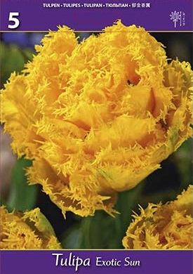 Лале, хоби опаковка-Tulipa 'Exotic Sun'