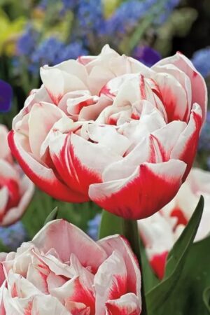 Лале, хоби опаковка  с 5 бр. Tulipa 'Horizon'