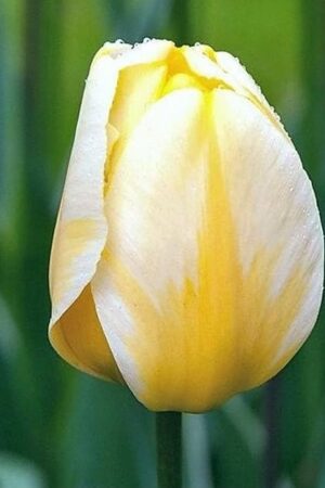 Лале, хоби опаковка -Tulipa 'Jaap Groot'