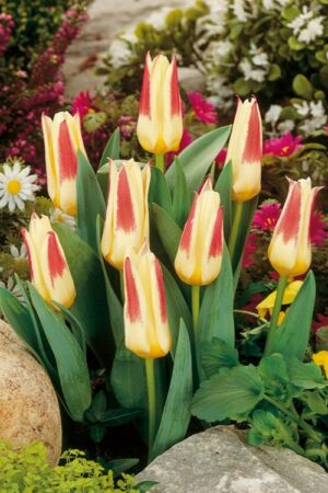 Лале,1 брой луковица-Tulipa 'Johann Strauss' - ниско лале