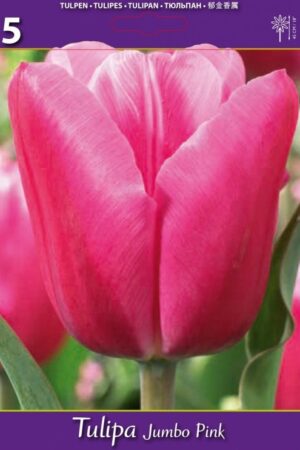 Лале, хоби опаковка  с 5 бр. Tulipa 'Jumbo Pink'