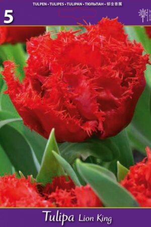 Лале, хоби опаковка-Tulipa 'Lion King'