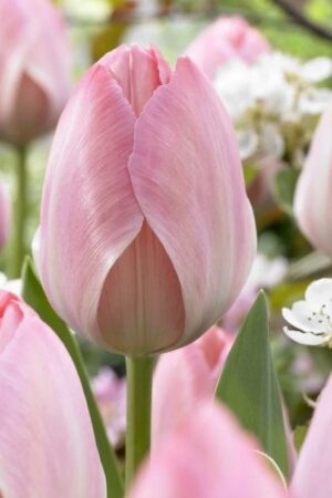 Лале, хоби опаковка  с 5 бр. Tulipa 'Mystic Van Eijk'