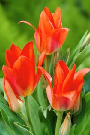 Лале, 1 брой луковица/ Tulipa 'Orange Toronto' - по няколко цвята от 1 луковица