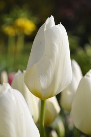 Лале, хоби опаковка с 5 бр. Tulipa 'Purrissima'